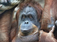 Трогательно: Орангутанг в зоопарке поцеловал живот беременной