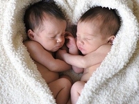 Вот это да: Близнецы сражаются за соску