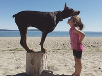 Маленькая девочка подружилась с большим доберманом: Фото