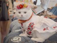 В Киеве прошел благотворительный Фестиваль котиков: Фото питомцев