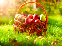 Как сохранить яблоки до весны