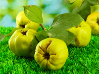 Что приготовить из айвы: Три осенние идеи