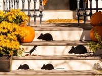 Как украсить дом на Хэллоуин: ТОП-3 легких варианта