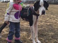 Пес подарил малышке возможность ходить: Видео