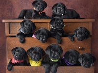 Всемирный день домашних животных: ТОП-10 милых фото