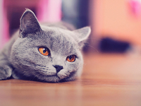 За что мы любим британцев: Милые фото котов