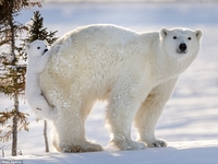 Полярная мама: фотограф запечатлел редкие кадры белых медведей
