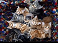 Американка переехала в трейлер, уступив дом котам