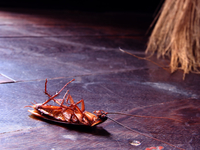 Насекомые повсюду: Ученые рассказали, кто живет в наших домах