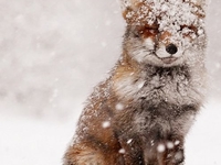 Животные в снегу: Милые фото