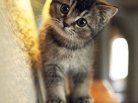 Все для кота: ТОП-3 самодельные игрушки для домашнего питомца