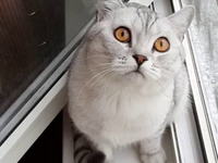 Не отвести взгляд: Видео с сосредоточенным котом стало хитом