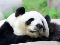 Что мне снег, что мне зной: Видео купающейся в снегу панды стало хитом