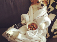 Лучший друг: 5 причин полюбить корги