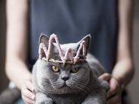 ТОП-10 фактов, которые поймут только владельцы котов