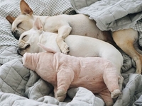 ТОП-5 крутых звериных аккаунтов в Instagram