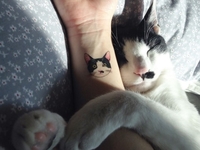 Долой бабочек, привет котикам: Instagram-фото женских тату с котами