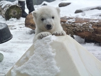 Видео: полярный медвежонок впервые увидел снег