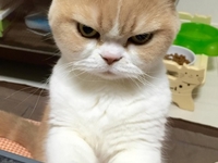 Служи мне, человек: недовольная кошка покоряет соцсети