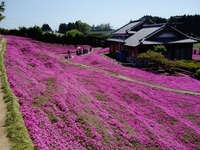 Муж высадил для супруги самый романтичный в мире сад