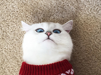 Instagram-герой дня: кот с самыми красивыми глазами