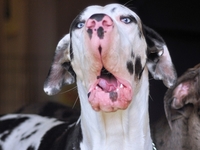 Собачьи эмоции: фотогеничный мраморный дог веселит Сеть