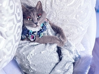 Fashion is my profession: гламурная кошка стала звездой Instagram