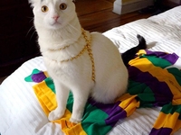 Всемирный день котов: три необычных аккаунта в Instagram