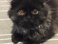 Утони в моих глазах: кот с невероятным взглядом покорил интернет