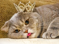 Пушистый Эйнштейн: как кошка с дефектом челюсти стала звездой