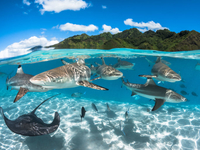 Тайны глубоких вод: опубликованы снимки победителей фотоконкурса