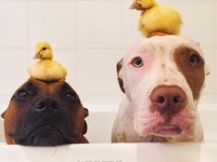 Дружба без границ: сторожевые псы стали няньками для утят