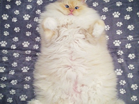 Instagram-герой дня: самый пушистый кот в мире