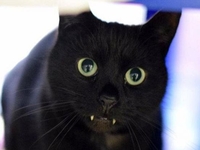 Кот-вампир: питомец для несуеверных