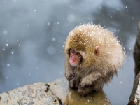 Остановить мгновение: названы финалисты Смитсоновского фотоконкурса