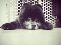 На кого подписаться  в Instagram: собачий стилист Джесс