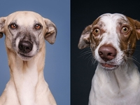 Собаки-скептики стали героями нового фотопроекта