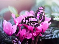 Как привлечь бабочек в свой сад