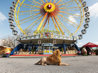 Король лев: история храброй бродячей собаки