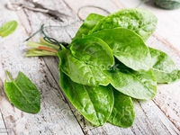 Чем полезен и вреден щавель