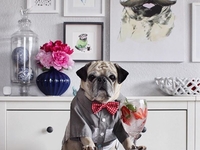 Мопс-бармен стал звездой Instagram