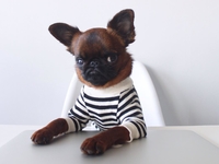 ТОП-5 животных, у которых больше подписчиков в Instagram, чем у тебя