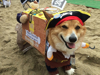 Coachella по-собачьи: фотоотчет с ежегодного дня пляжных корги