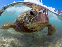 Захватывающий подводный мир: бок о бок с хищниками