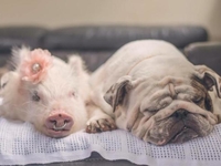 Необычные питомцы: свинка Олив думает, что она – собака