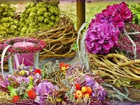 9 фактов, которые нужно знать любителям гортензий