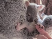 Малыш коалы покорил Интернет, впервые показавшись из маминой сумки