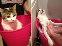 Подмоченная репутация: фото домашних любимцев до и после купания