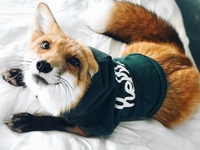 На кого подписаться в Instagram: домашняя лиса Джунипер