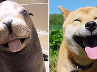 Почему тюленей называют щенками океана?